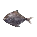 حلوا سیاه